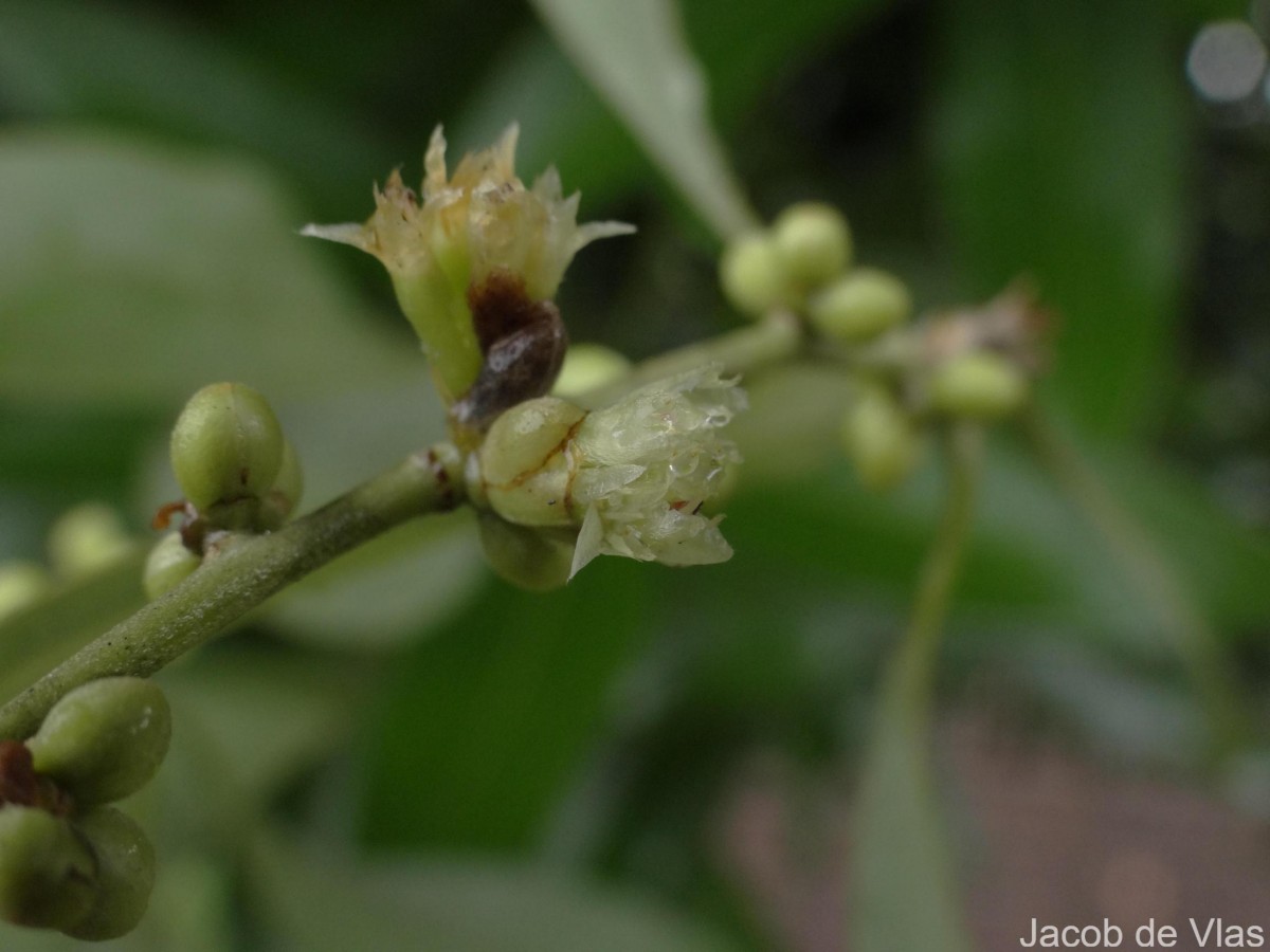 Neolitsea cassia (L.) Kosterm.